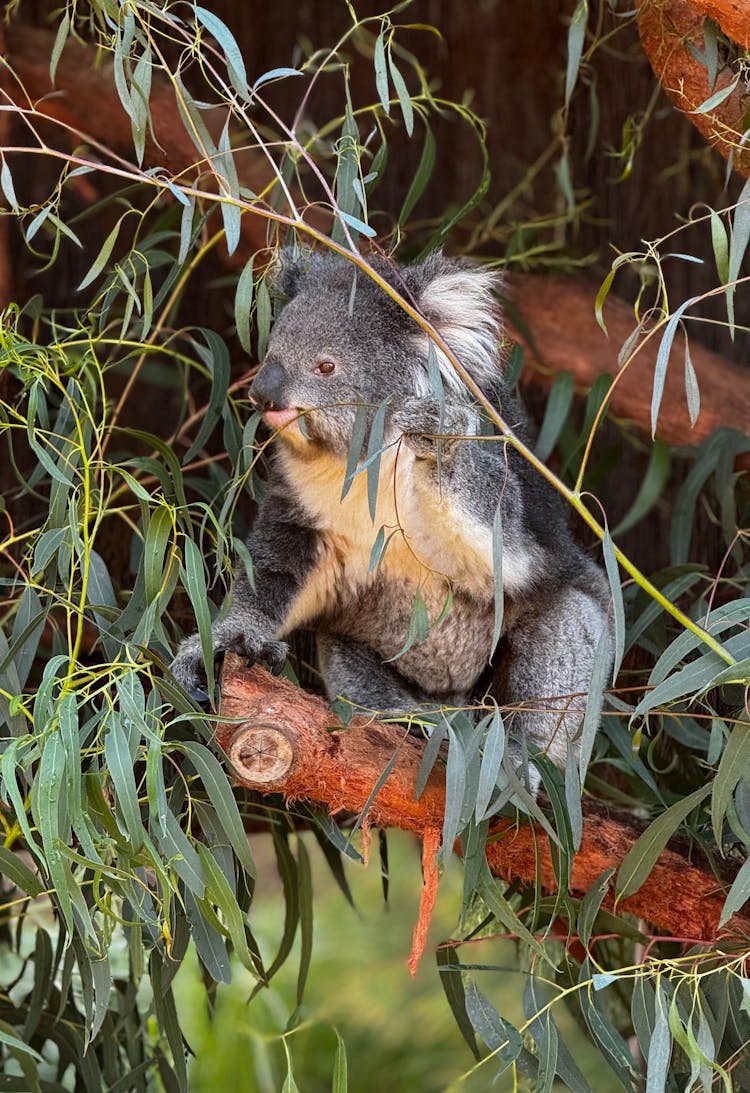 A Koala In A Tre