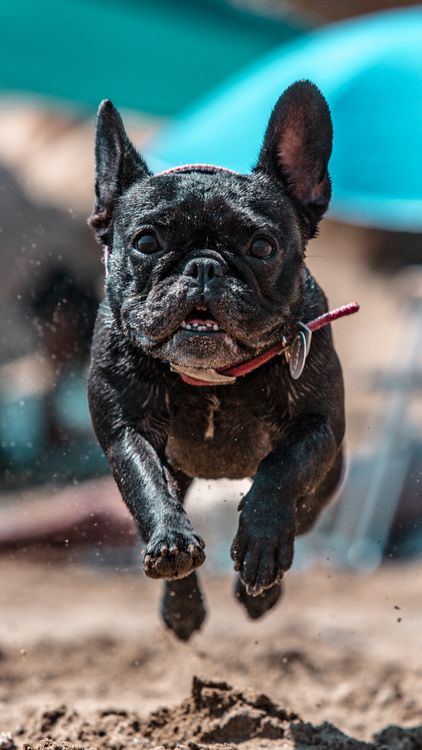 Poogle Running A Pug Running · Free Stock Photo