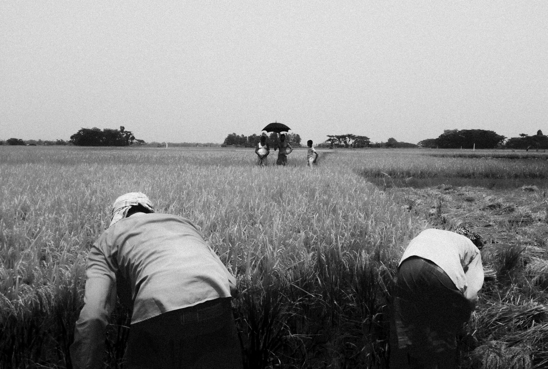 Farmers working in a rice field during harvest season in Bangladesh.