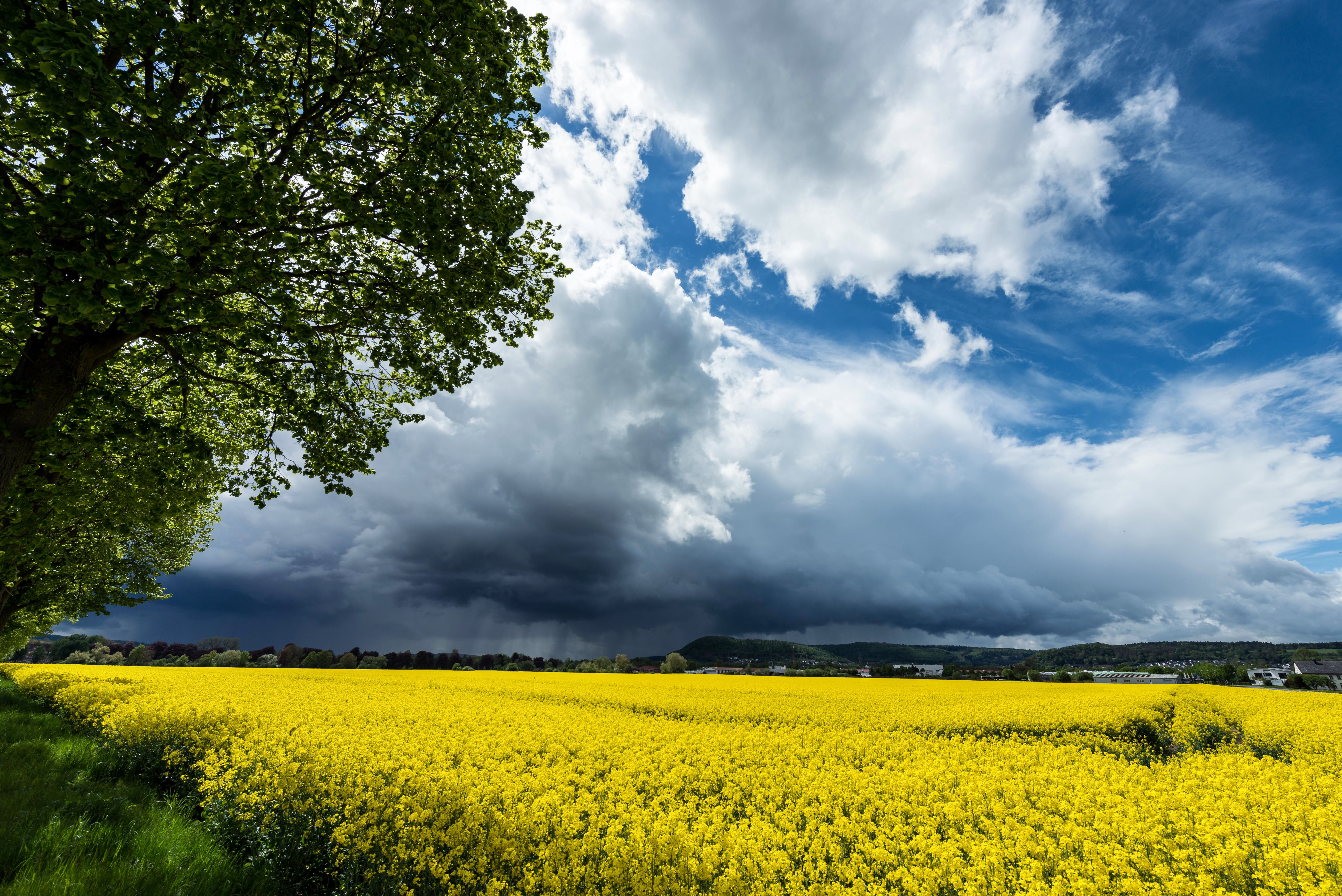 Dramatic landscape of a vibrant canola field in Höxter, Germany under looming storm clouds.