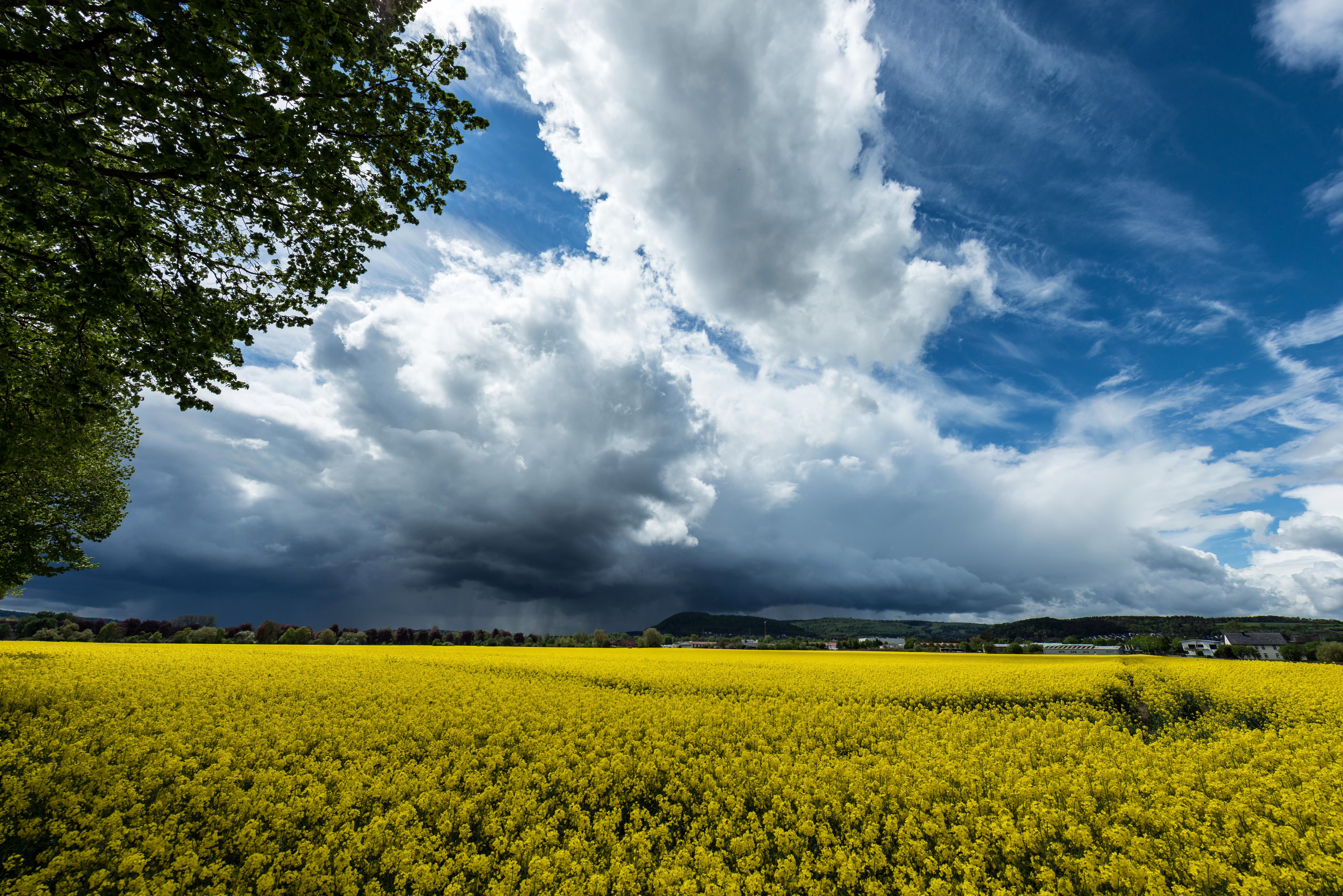 Vibrant yellow canola field under a dramatic sky in the countryside of Höxter, Germany.