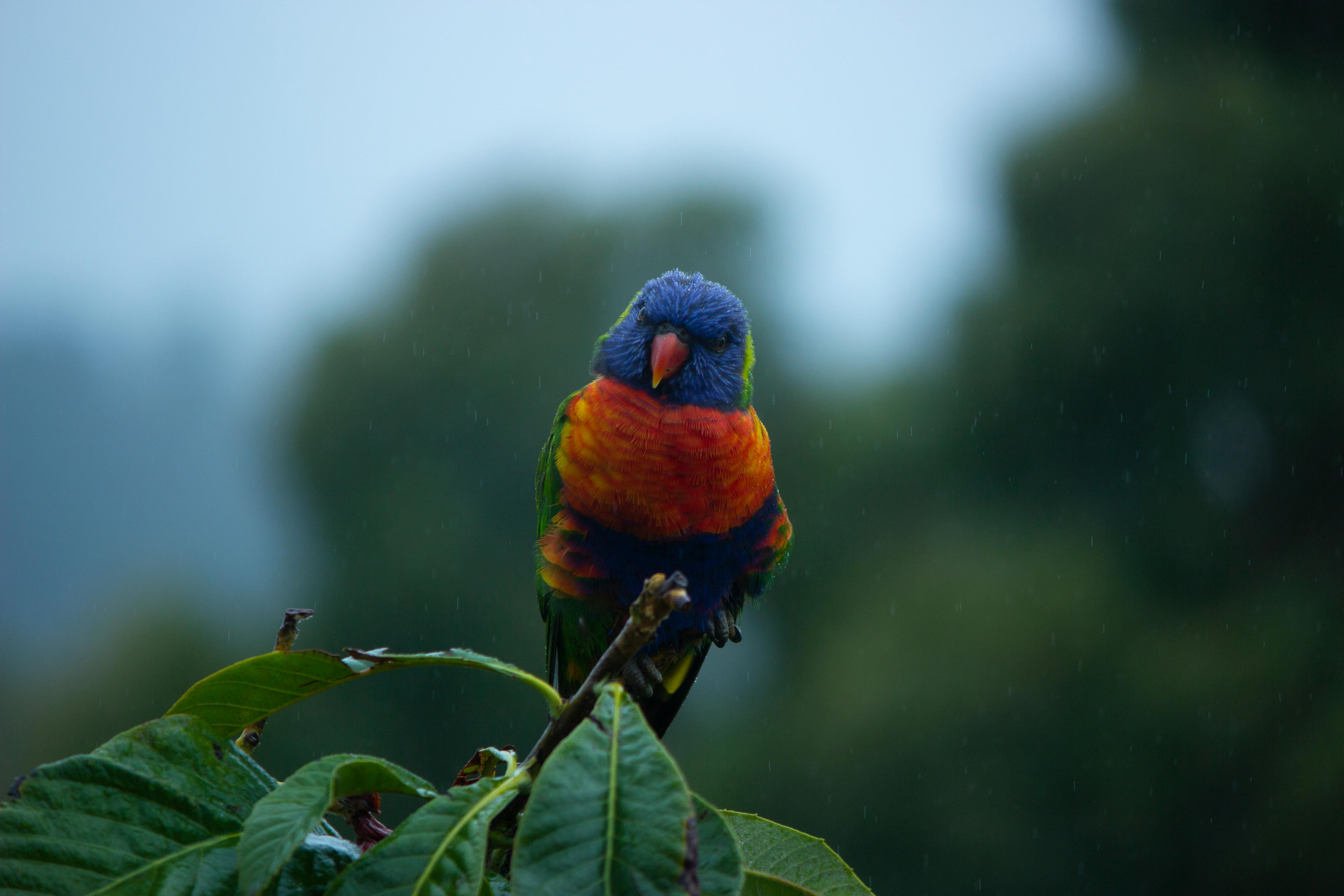 Close-up of a colorful rainbow lorikeet perched on lush green leaves on a rainy day.