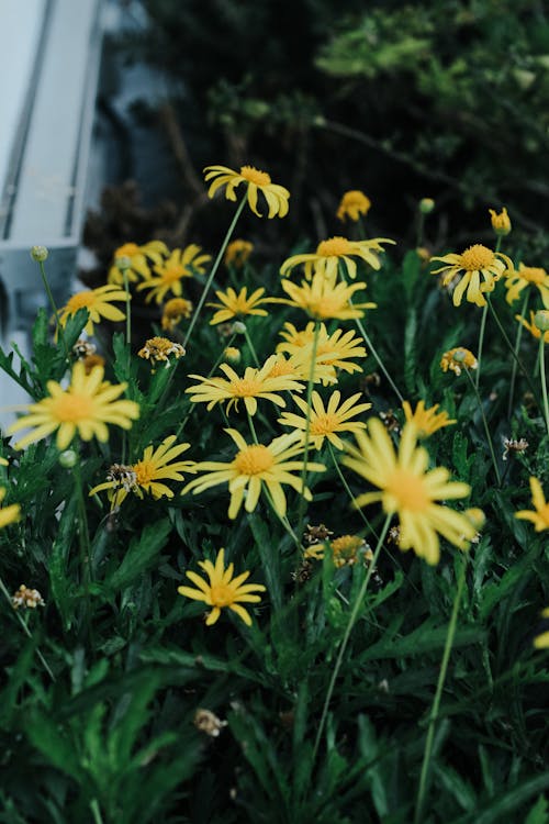 Yellow daisies in a garden with a white fence
