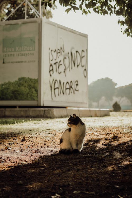 A cat sitting on the ground near a sign