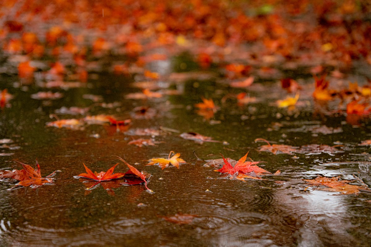 Foglie autunnali bagnate in una pozzanghera, dettaglio ravvicinato