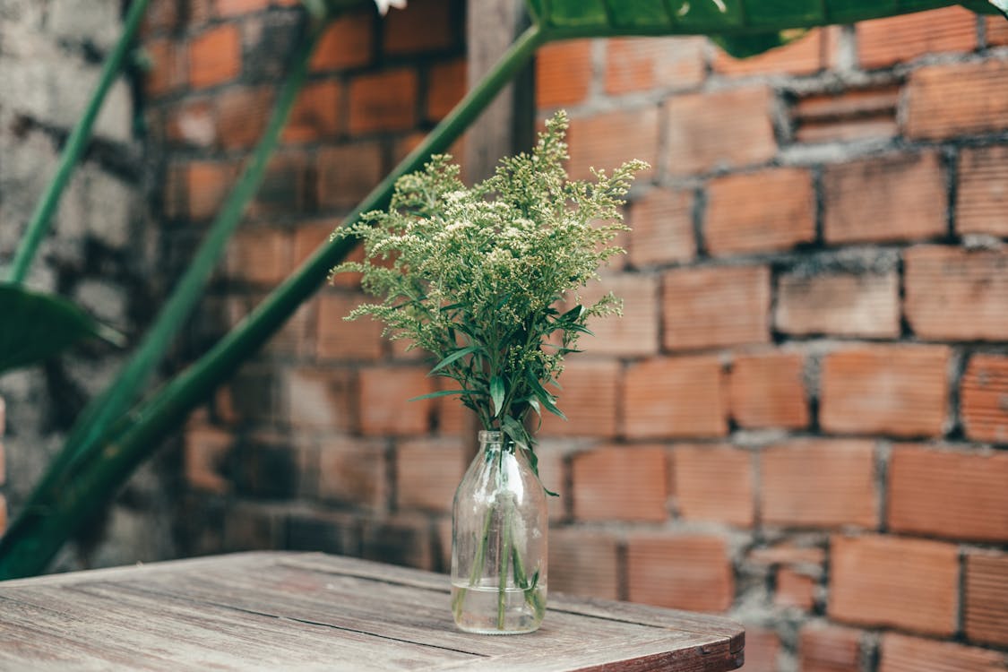 Free Green Plant on Glass Bottle Stock Photo