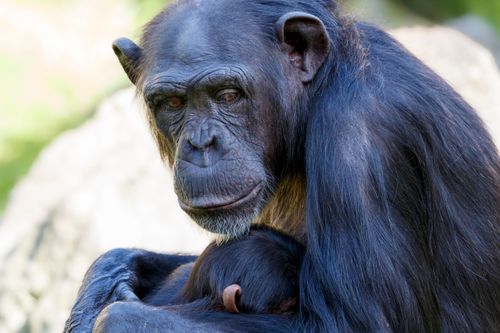 Free Close-up of a chimpanzee mother hugging her infant in a natural setting, showcasing wildlife intimacy. Stock Photo
