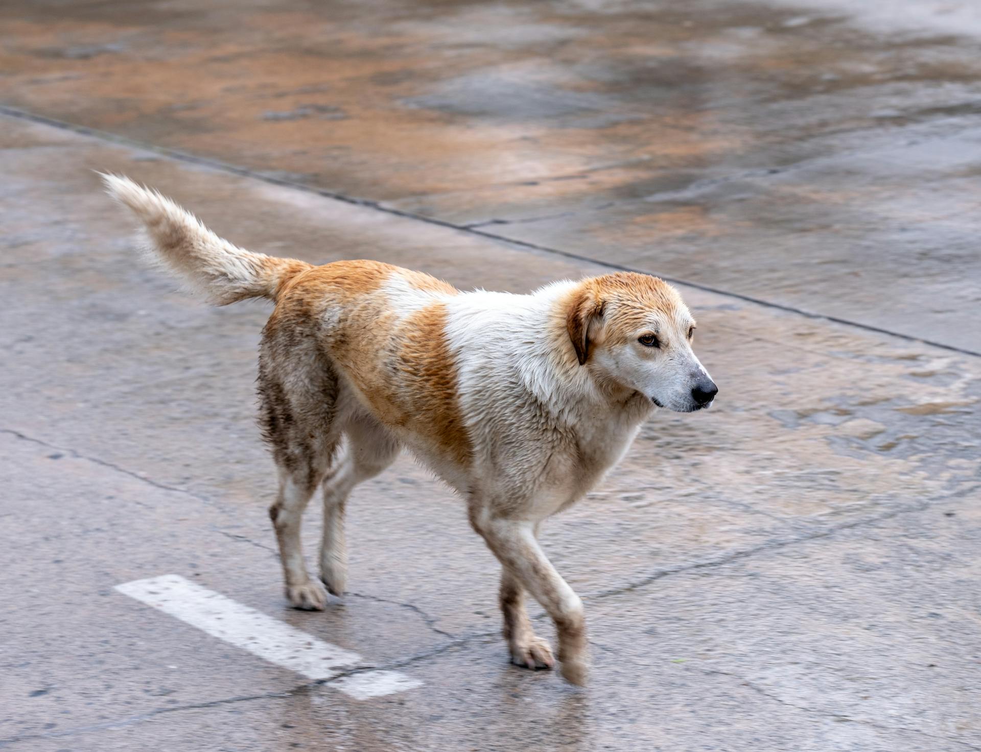 Stray Dog on Wet Pavement