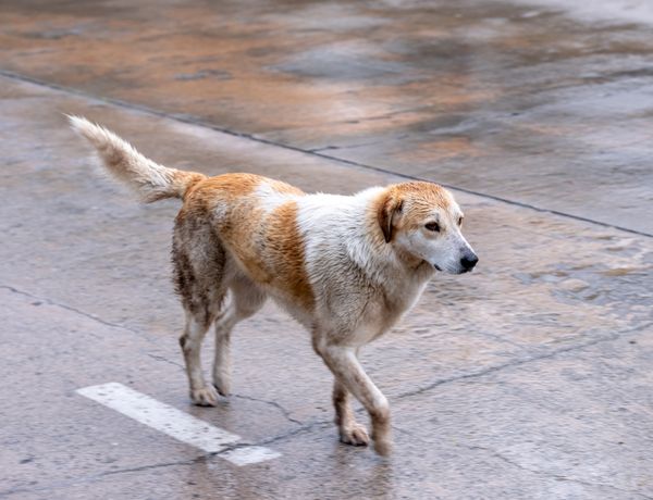 Cão de rua no asfalto molhado