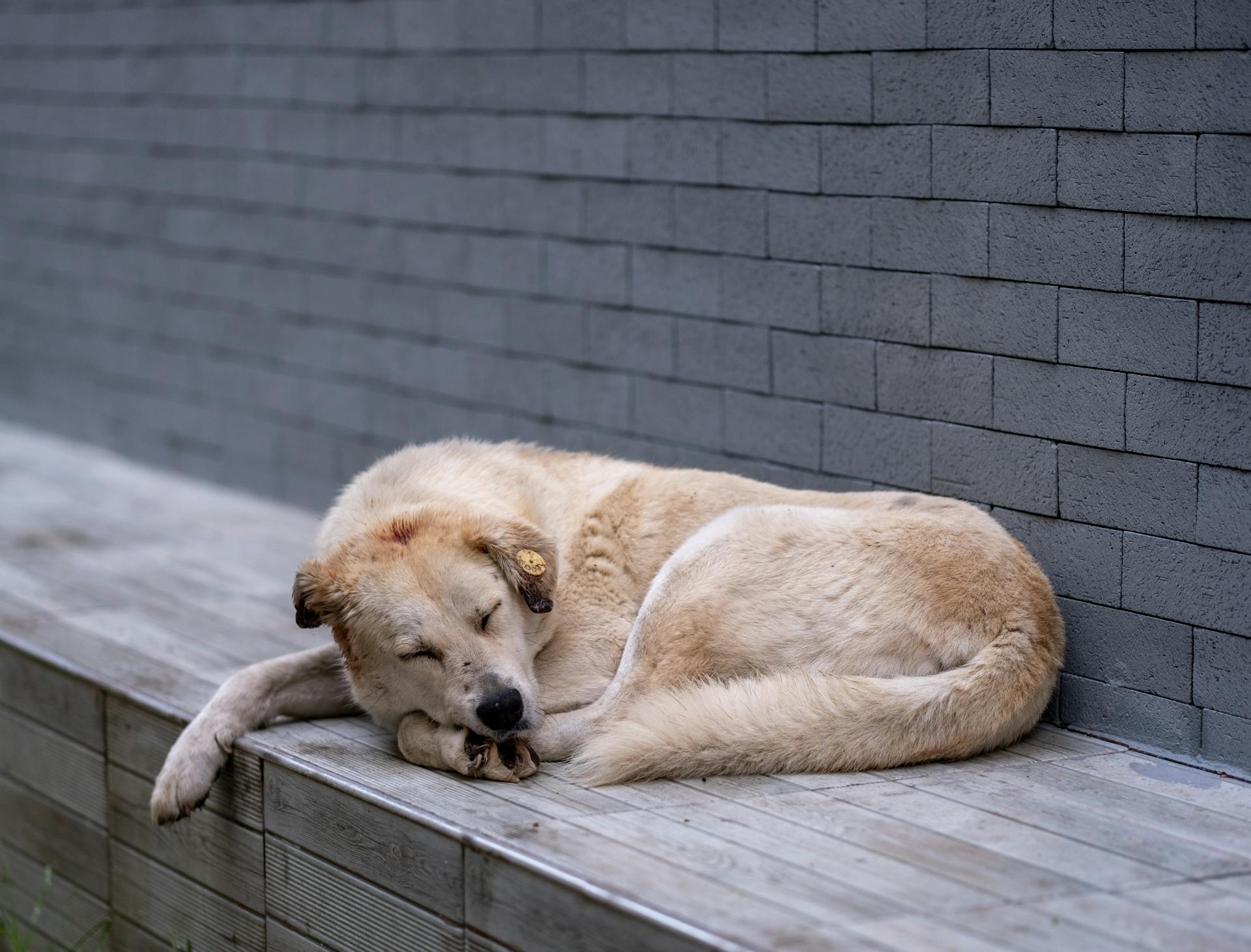 Stray Dog Lying Down and Sleeping