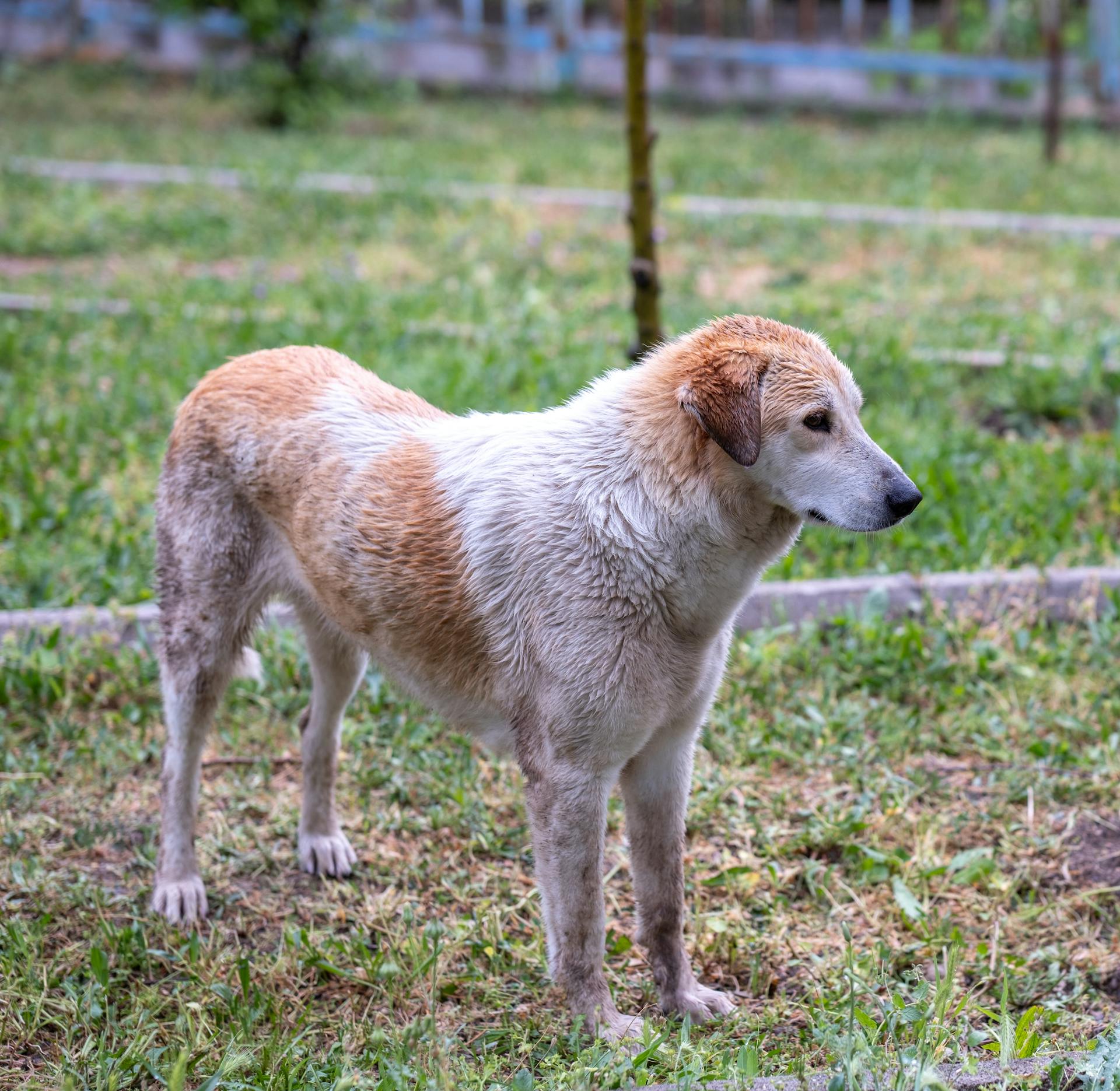 Shepherd Dog Standing on Grass