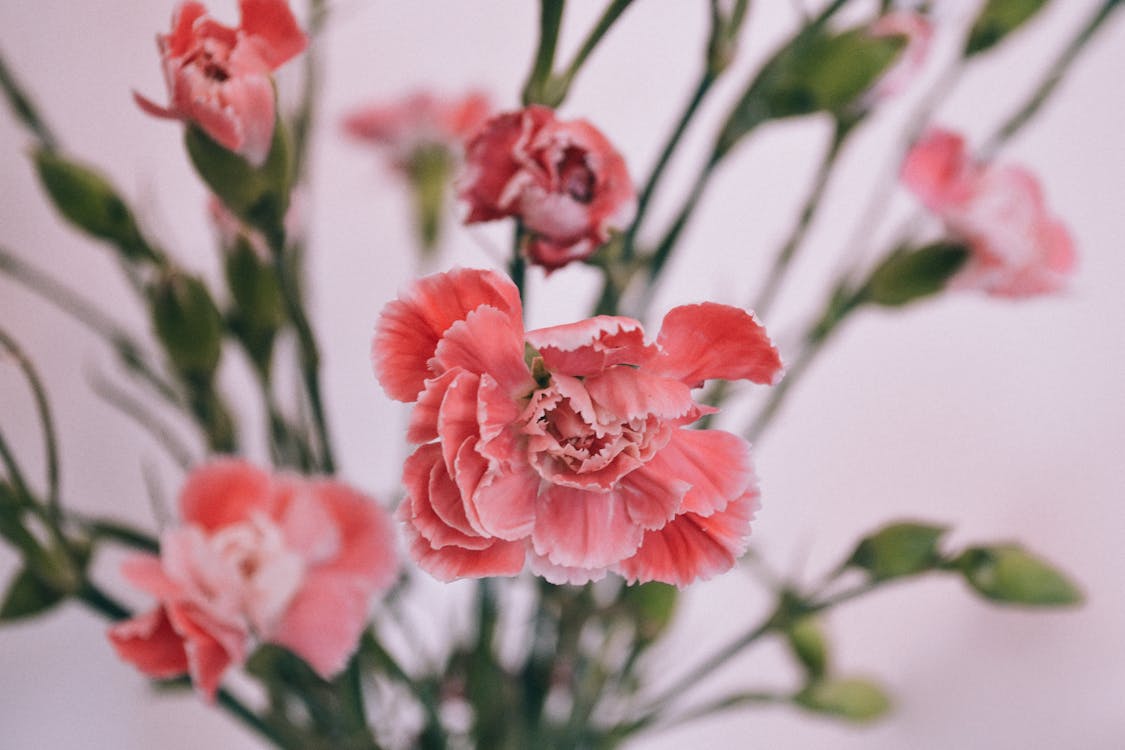 Free Shallow Focus Photography of Red Flowers Stock Photo