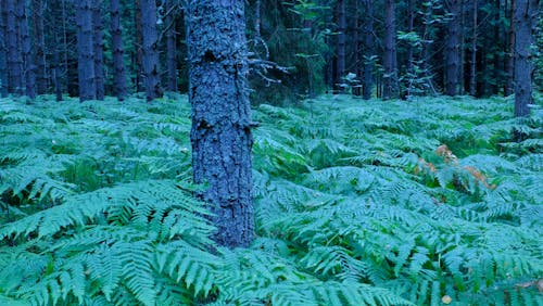 Free stock photo of blue, forest, trees Stock Photo