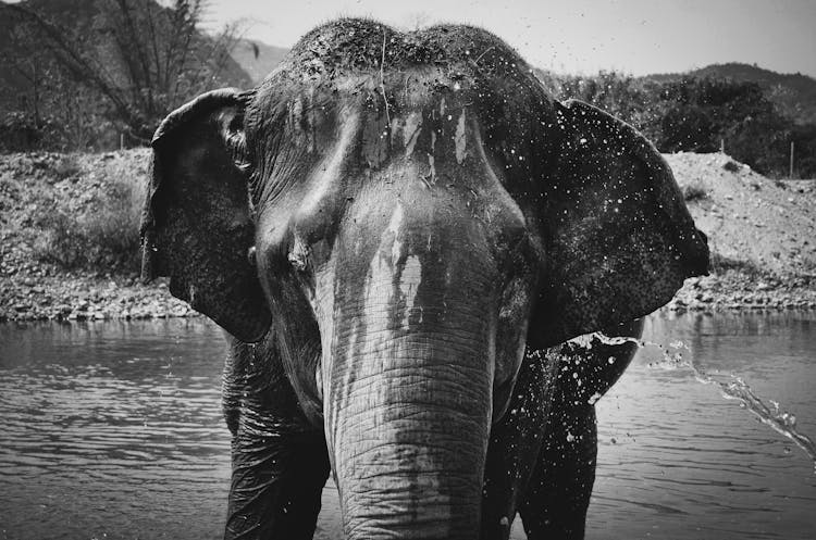 Elephant On Body Of Water Near Plant