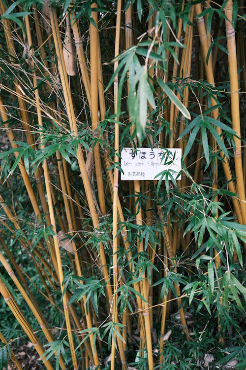 Fotos de stock gratuitas de 23 mm, agricultura, al aire libre