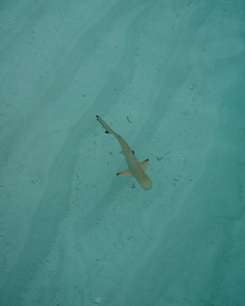 A shark swimming in the water