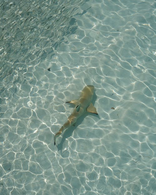 A shark swimming in shallow water