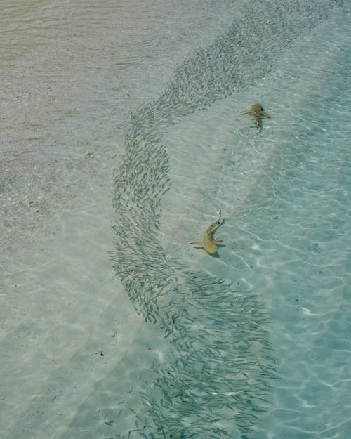 Fish in Shallow Water on Sea Shore