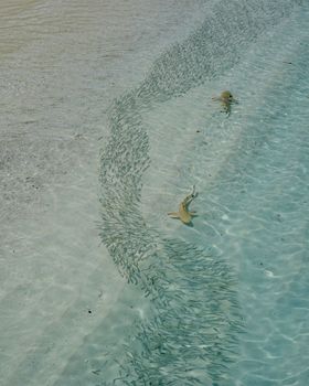A breathtaking view of sharks swimming among fish in shallow turquoise waters near the shore.