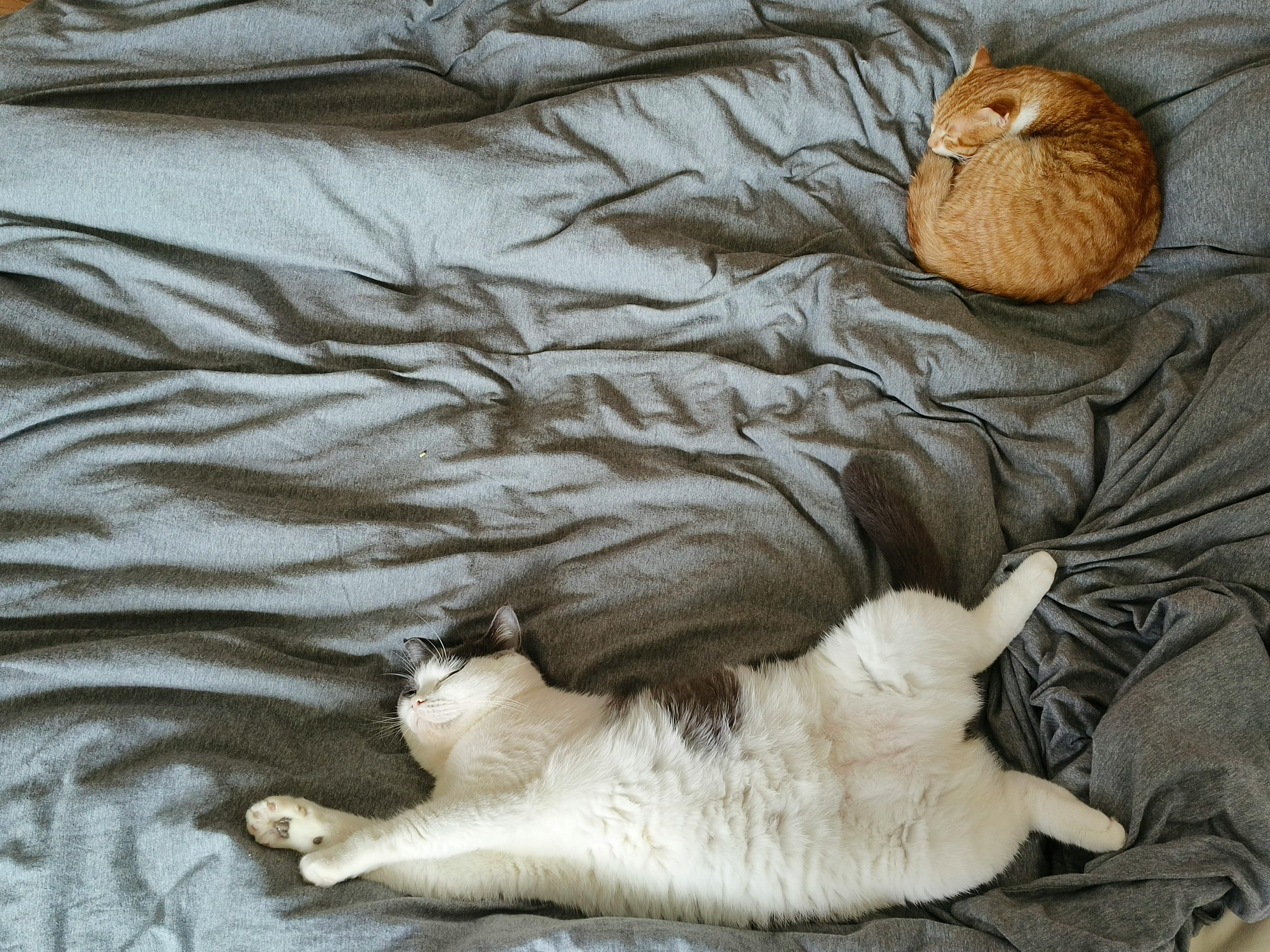 Best Top Cat Beds for Older Cats (2026) – Supportive, Cozy Options That Ease Joint Pain