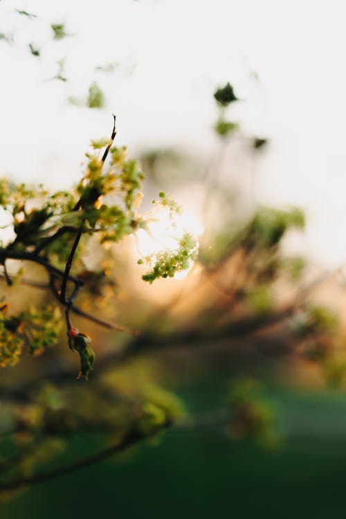 Gratis stockfoto met bloem achtergrond, lente, zonsopkomst