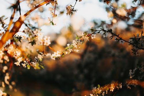Бесплатное стоковое фото с весна, ветвь, восход