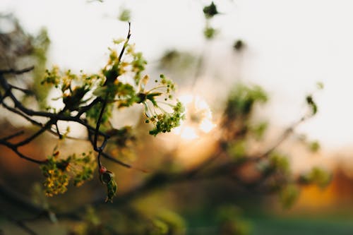 日出, 春天, 花背景 的 免費圖庫相片