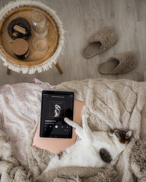 A cat sleeping in the cozy bed listening to The Tortured Poets Department (Jovan Vasiljević Photography)