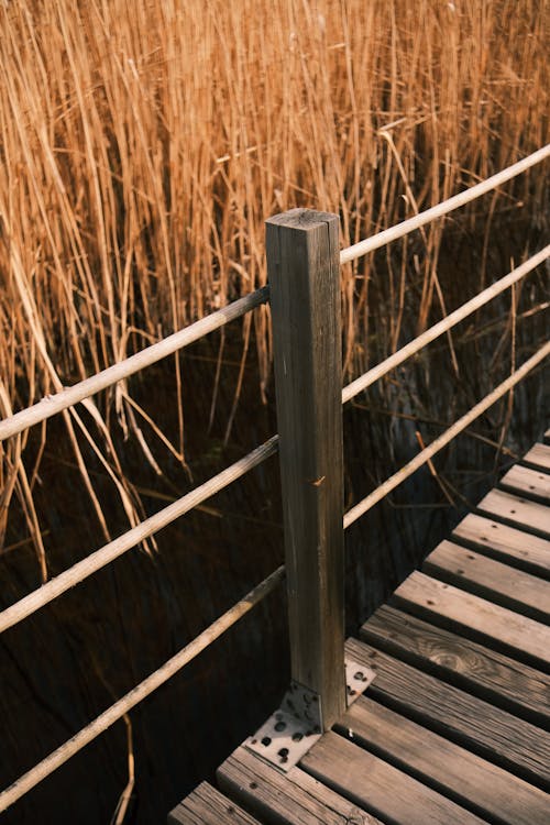 A wooden bridge over a pond with reeds