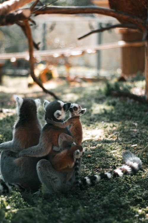 Free A group of lemurs sitting closely together on grass, outdoors in Hungary, with natural lighting. Stock Photo