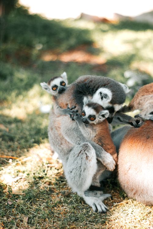 Free A group of ring-tailed lemurs basking in the sun, showcasing family bonding in their natural habitat. Stock Photo