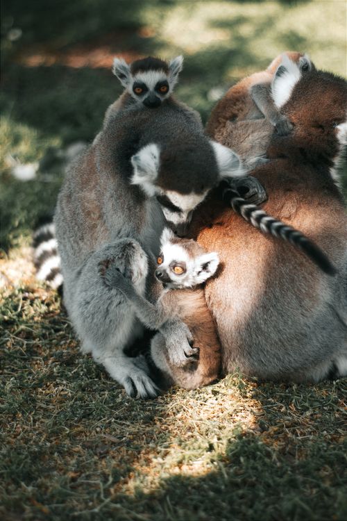 Free A close-knit family of lemurs basking in sunlight on grass in Hungary. Stock Photo