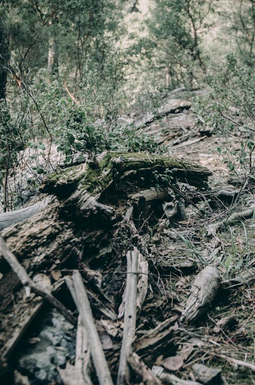 Free stock photo of forest, rot, wood