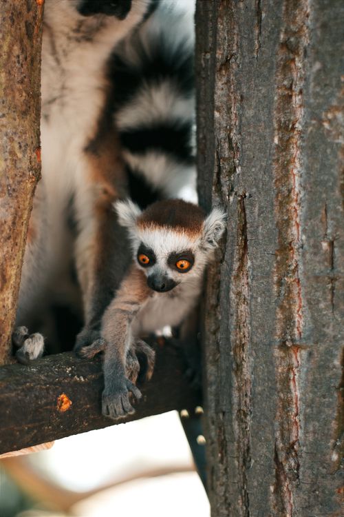 Free Cute baby ring-tailed lemur (Lemur catta) in a natural setting in Hungary. Stock Photo