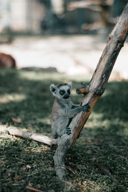Free Cute ring-tailed lemur baby climbing a branch in a natural setting in Hungary. Perfect for wildlife photography enthusiasts. Stock Photo