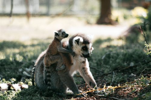 Free A mother ring-tailed lemur with baby on her back in Hungary's sunny outdoors. Stock Photo