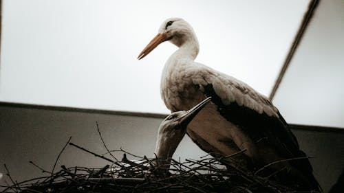 A stork is sitting on top of a nest