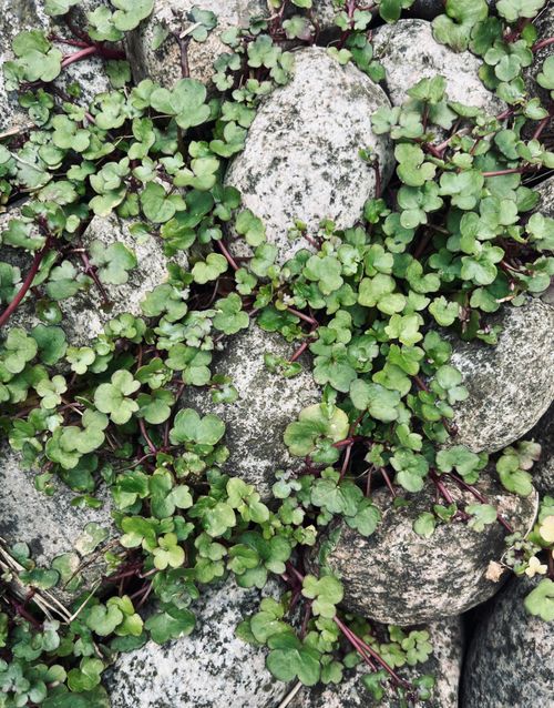Free Dense verdant foliage spreading over textured pebbles, showcasing nature's resilience. Stock Photo