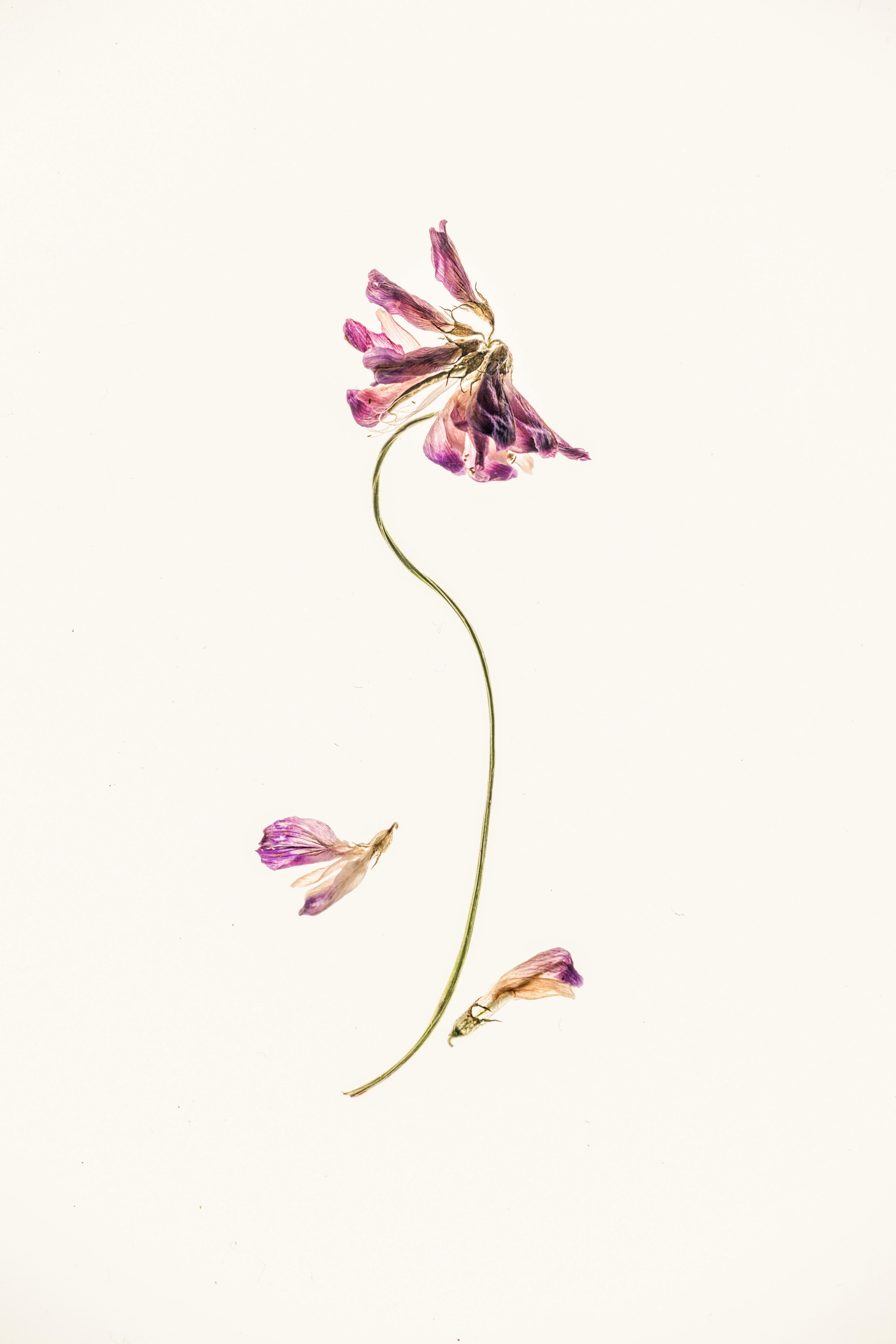 A minimalist display of a pressed flower with scattered petals on a white background.