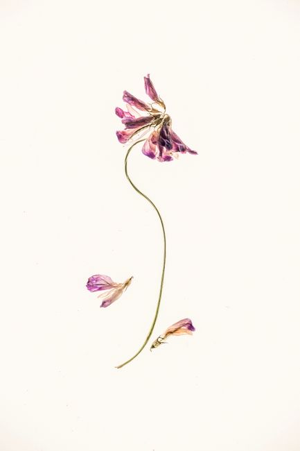 A minimalist display of a pressed flower with scattered petals on a white background.