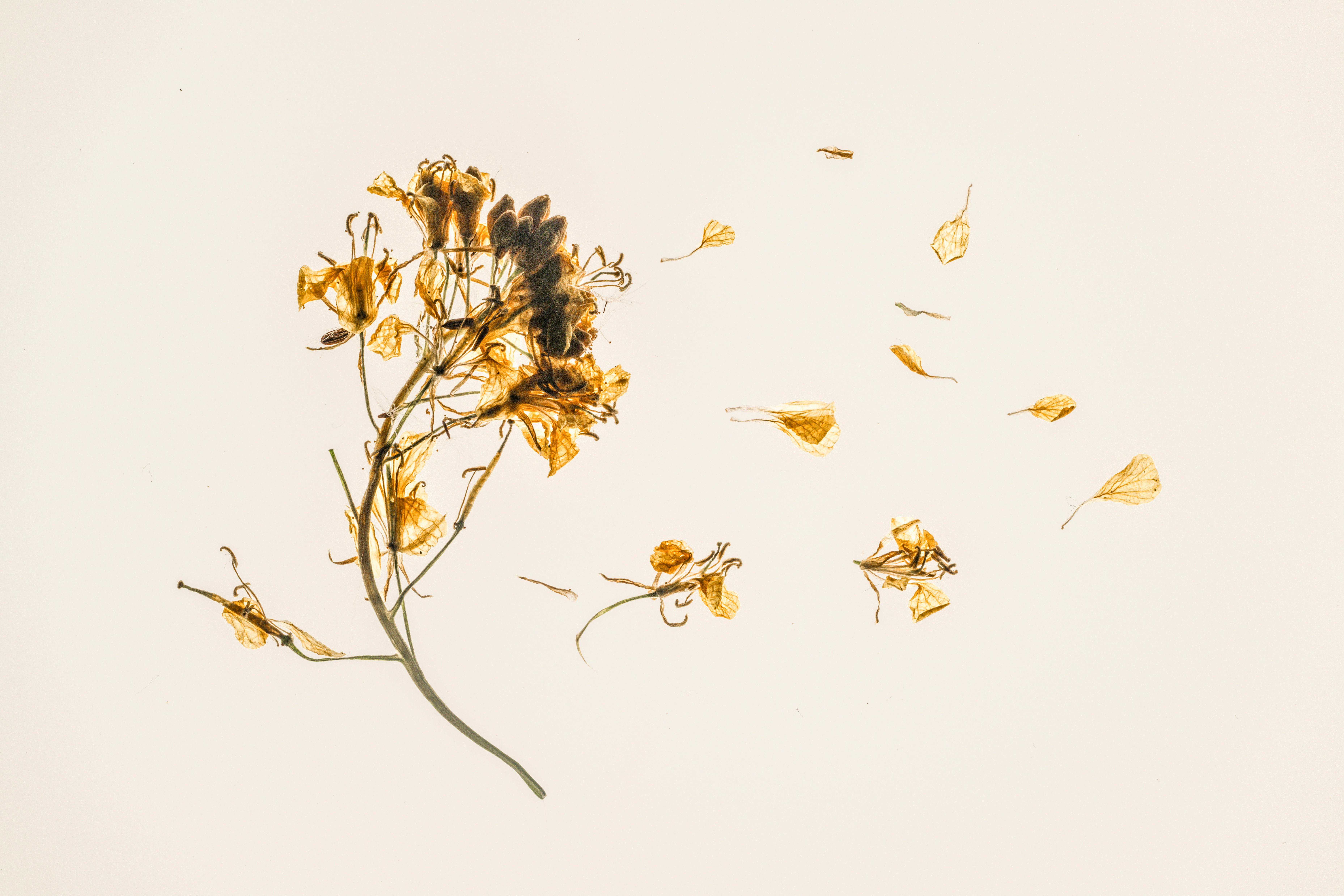 Dried flowers scattered beautifully on a white background, showcasing nature's delicate remnants.