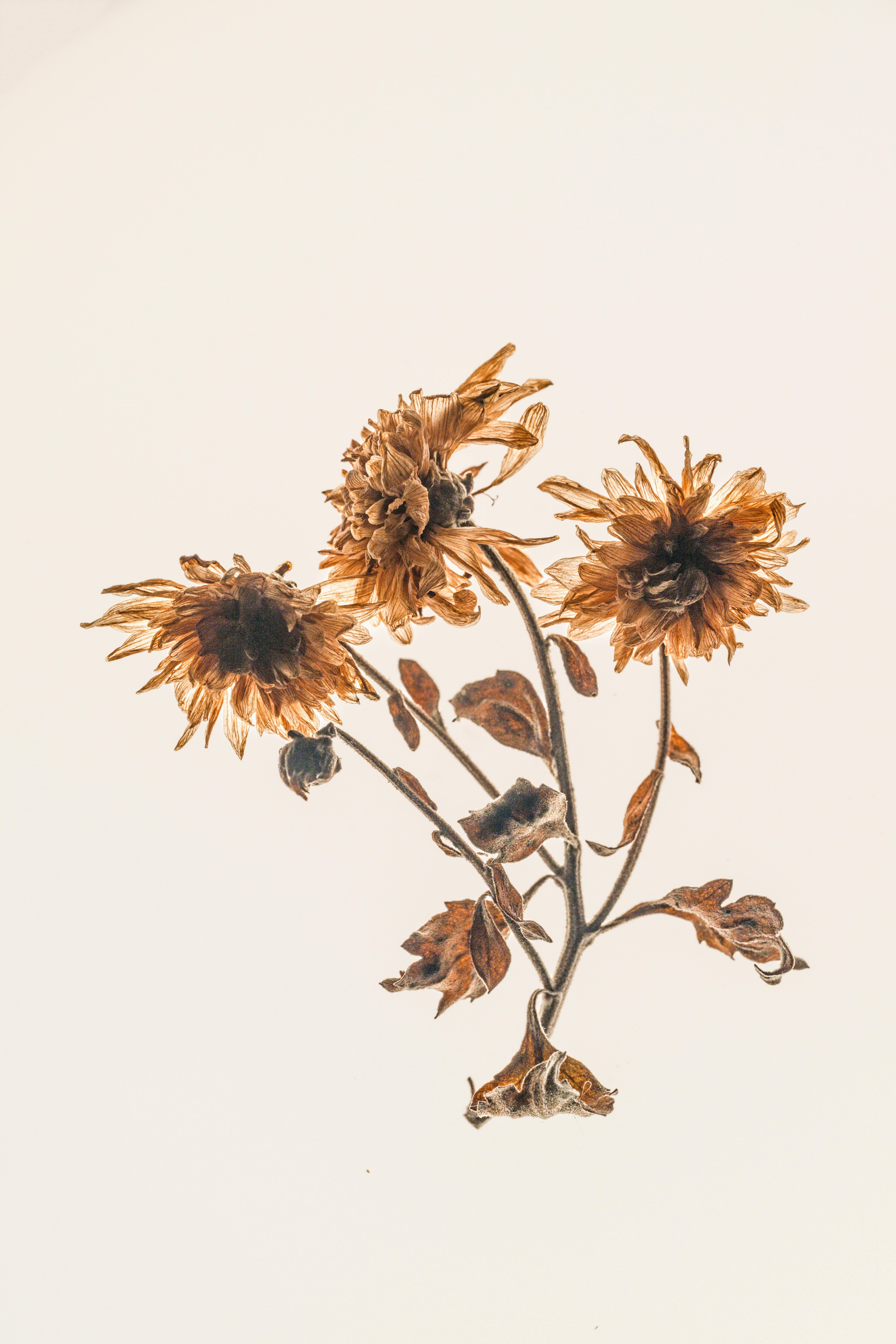 Artistic still life of dried sunflowers against a white background, perfect for decor.