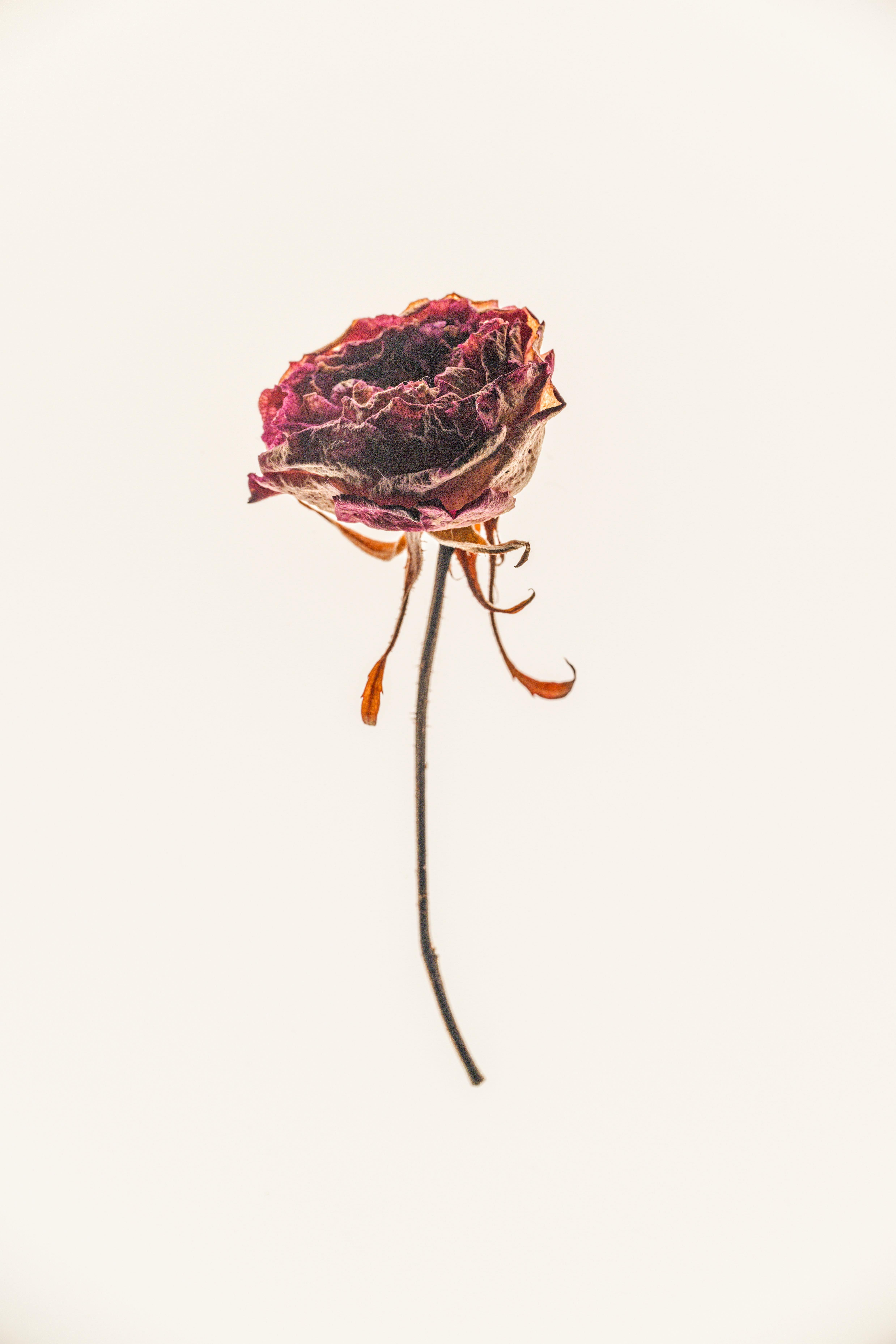 A creative, minimalist image of a dried rose on a pale background for decorative use.