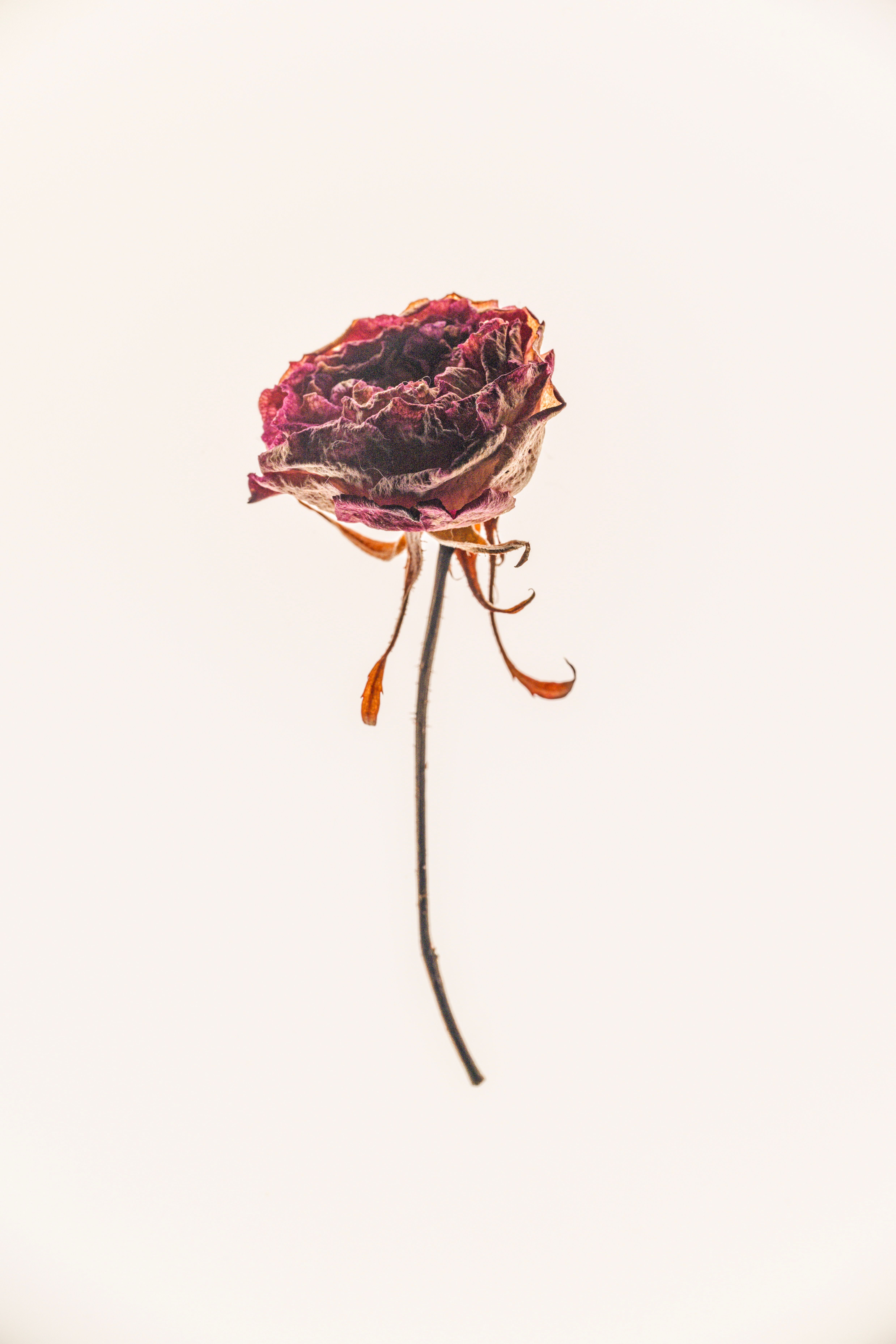 Free A creative, minimalist image of a dried rose on a pale background for decorative use. Stock Photo