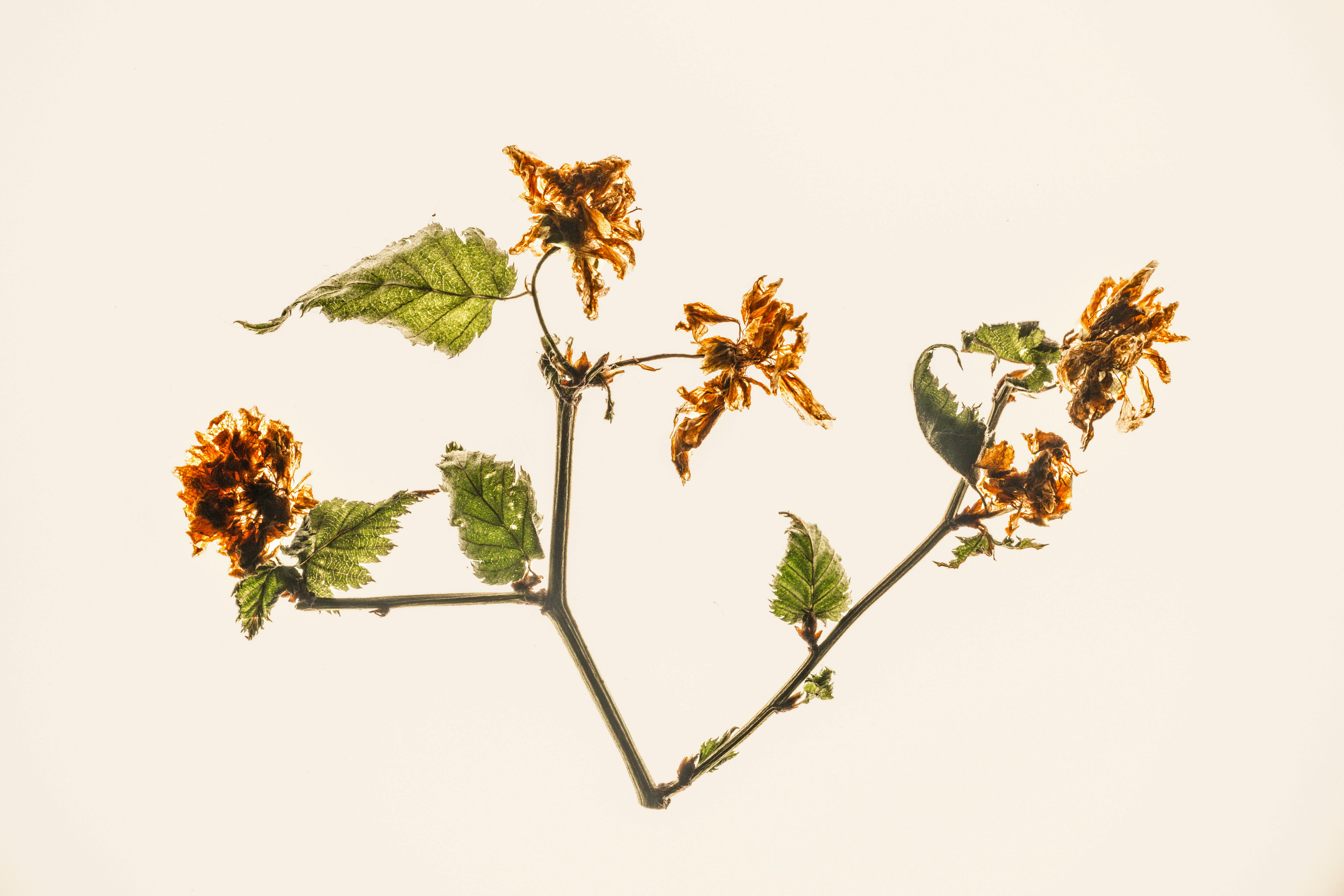 Close-up of dried orange flowers on a branch against a white background, showcasing natural beauty.