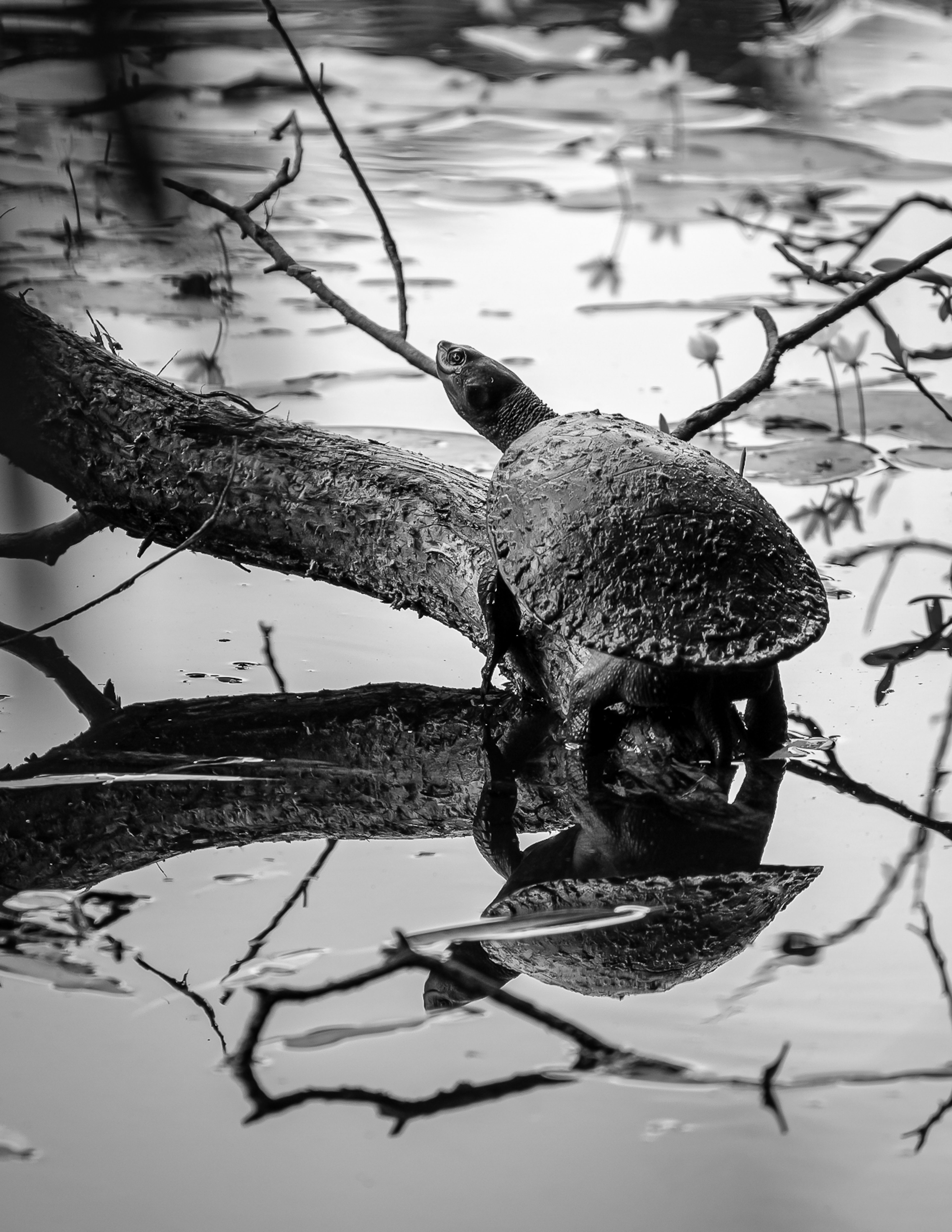 Turtle on Tree Branch on Lake · Free Stock Photo