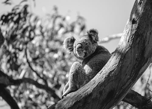 Fotobanka s bezplatnými fotkami na tému čierny a biely, fotografie zvierat žijúcich vo voľnej prírode, koala