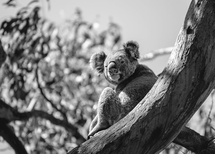 Koala On Tree In Black And White