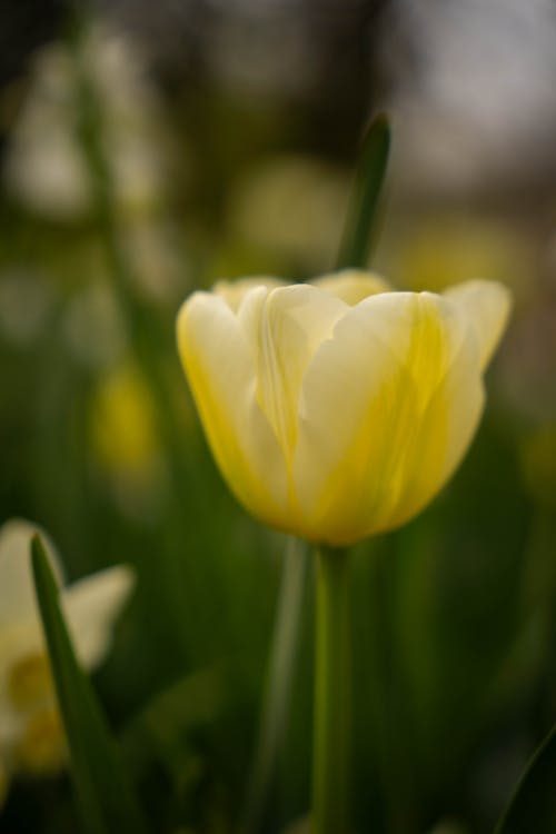 Free stock photo of kukenhof, netherlands, spring