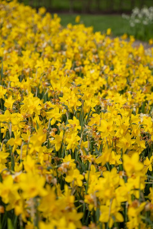 Free stock photo of kukenhof, netherlands, spring